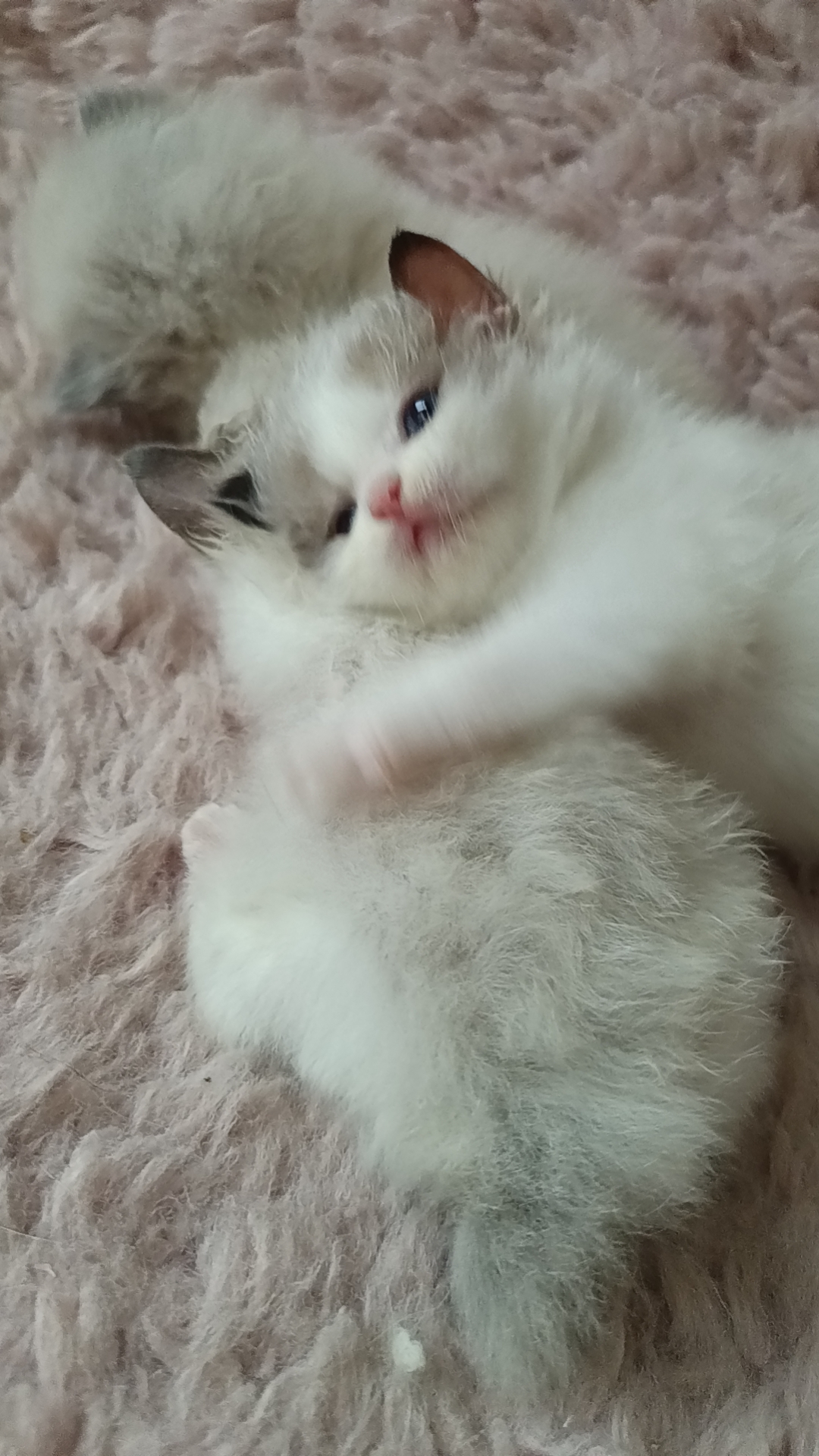本人布偶猫都是家庭繁育，非宠物店。长期520/只出售布偶幼崽。